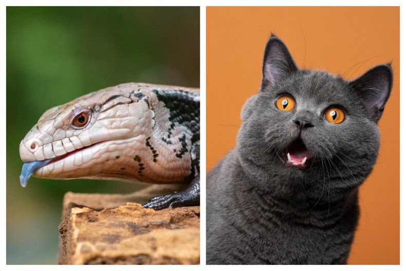 skink and cat
