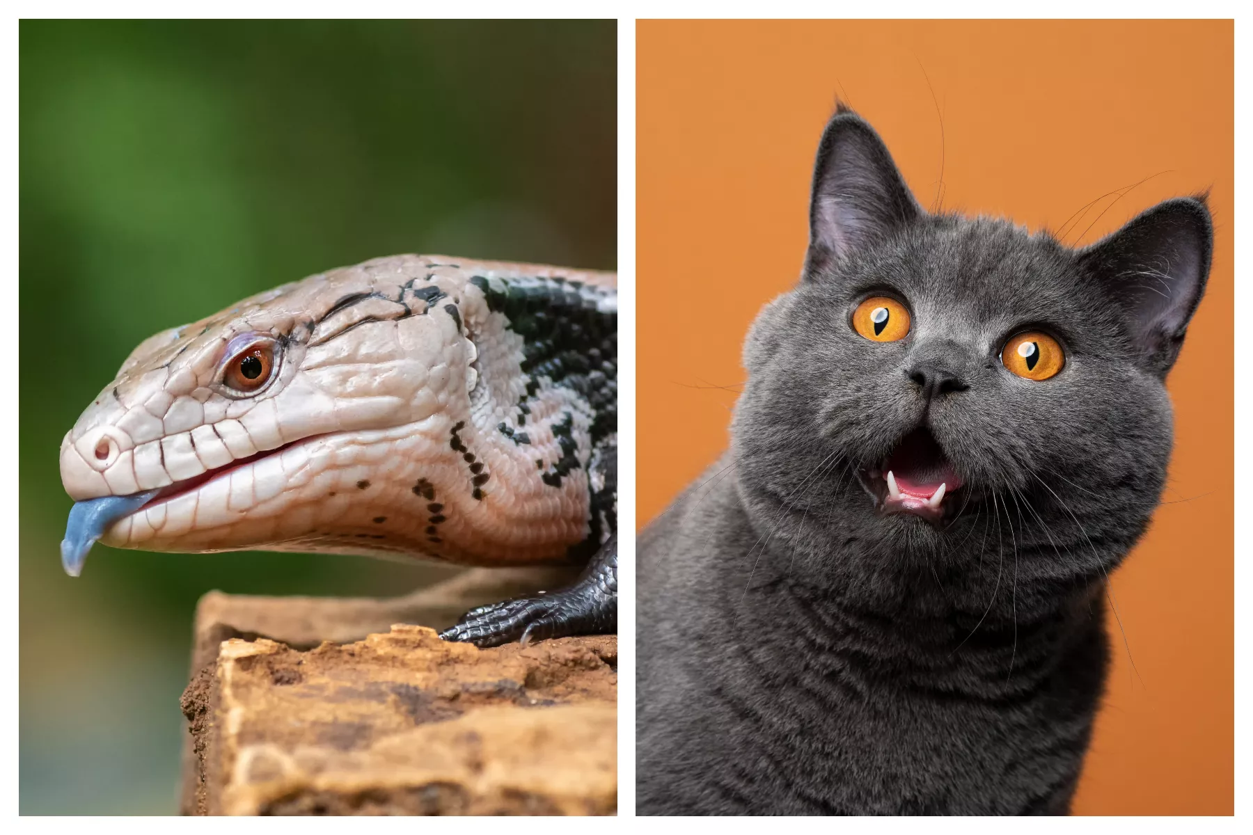 New 'Very Cheeky' Lizard Species Potentially Found by Cat - Vimarsana News