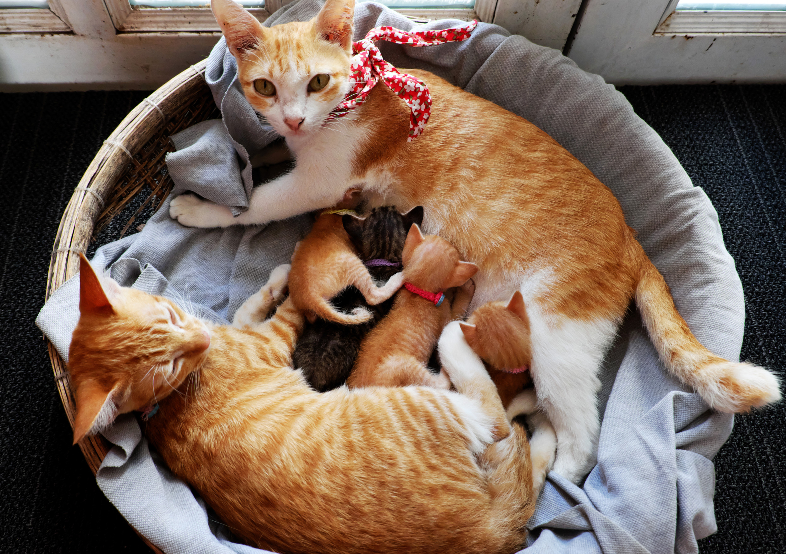 Adorable Cat Family And Their Five Kittens Taking A Nap Delights 