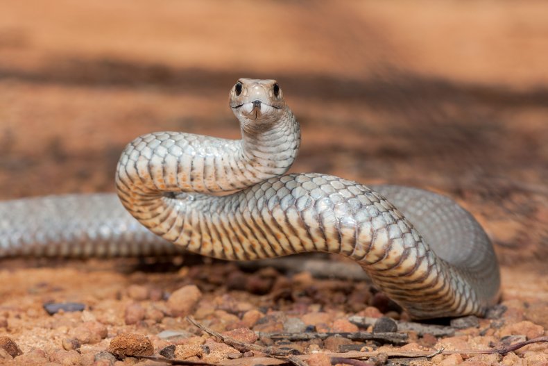 Eastern brown snake