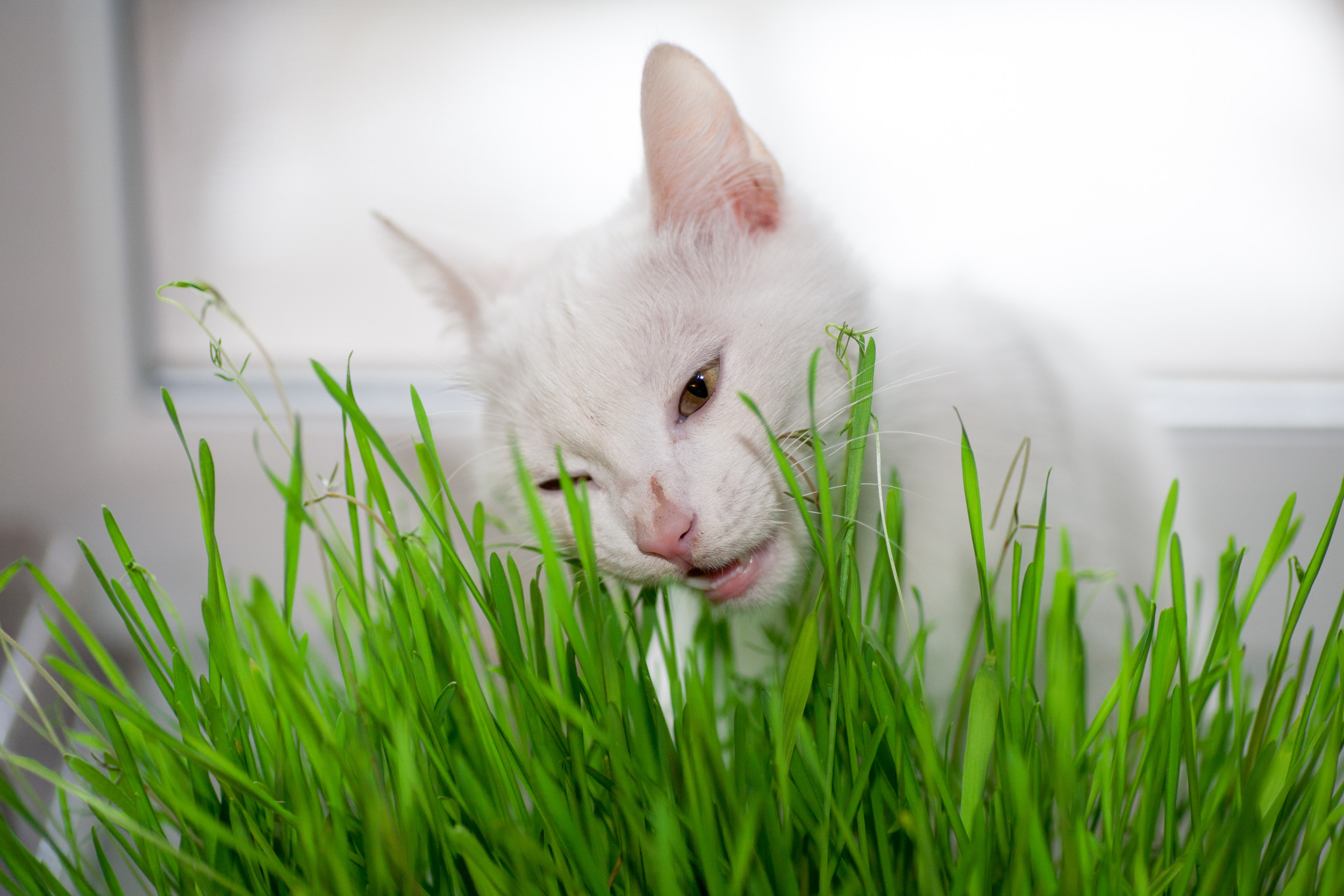 Kitten Sleeping With Eyes Open Delights Internet: 'New Catnip'