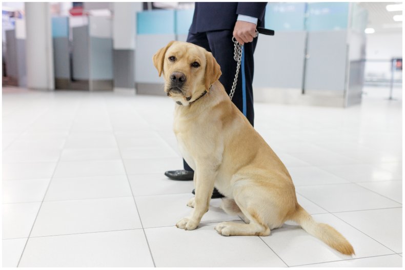 stock image of a dog at airport