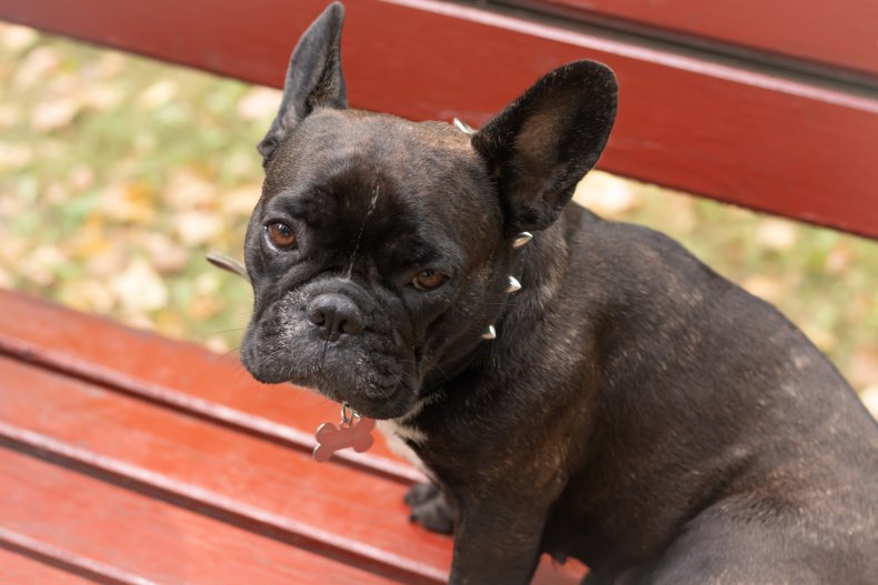 Sad French Bulldog on bench