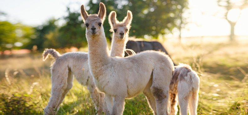 Watch Alpacas Warn Guard Canines of Coyotes Stalking Them on California Farm Watch Alpacas Warn Guard Canines of Coyotes Stalking Them on California Farm