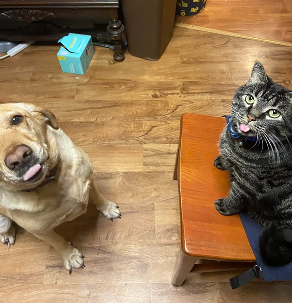 Incredible Moment Cat And Dog Strike Same Pose In Photo: 'Adorable Idiots'