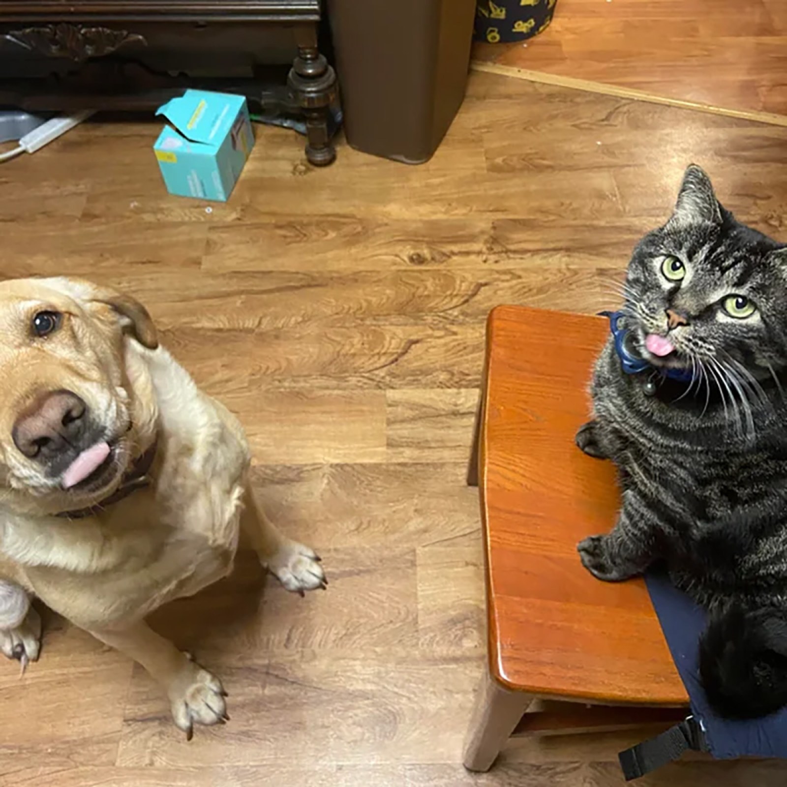 Incredible Moment Cat and Dog Strike Same Pose in Photo: 'Adorable Idiots'