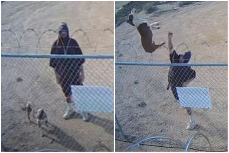 split images of man throwing a dog