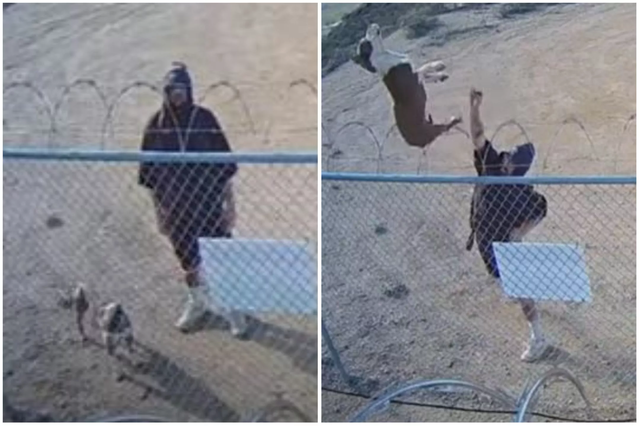 Pit Bull Abandoned and Thrown Over Razor Wire Fence in Horror Footage - Vimarsana News
