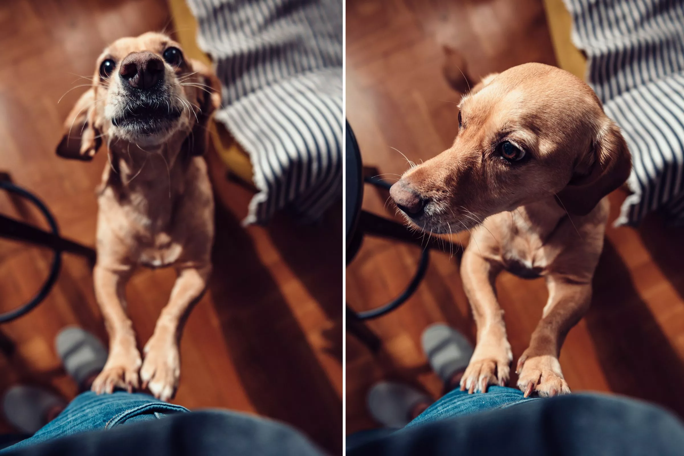 Dog Defiantly Standing on Hind Legs When Owner Says 'No' Delights Internet - Vimarsana News