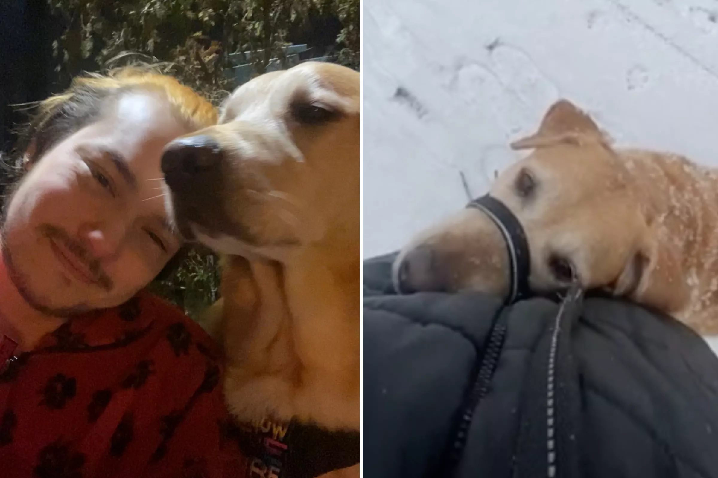 Service Dog Applauded for Protecting Owner From Site of Violent Assault - Vimarsana News