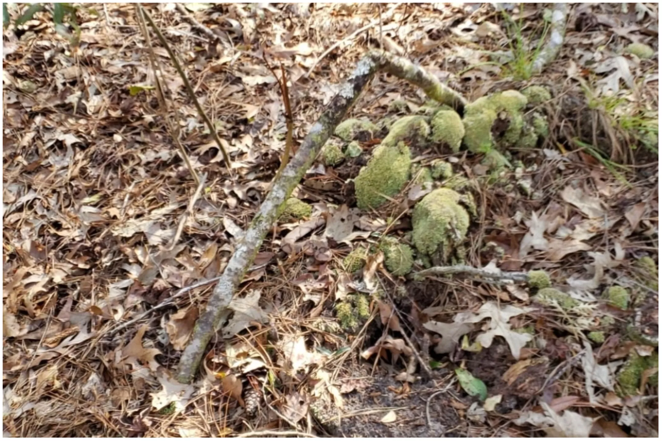 Can You Spot The Venomous Snake Hidden In This South Carolina Forest? - Vimarsana News