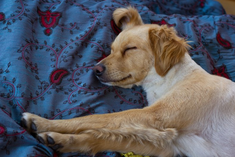 Golden Retriever Dog Sleeping