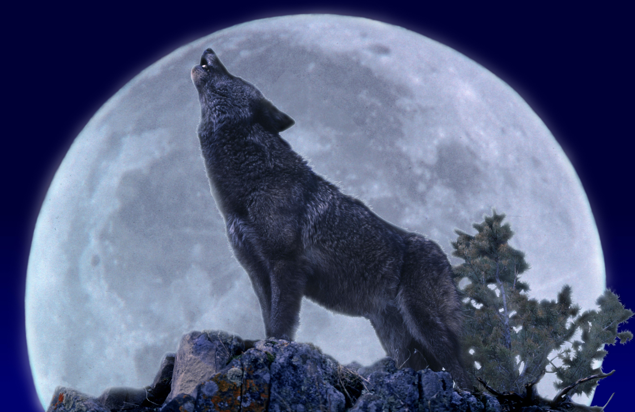 wolf howling at the moon meaning