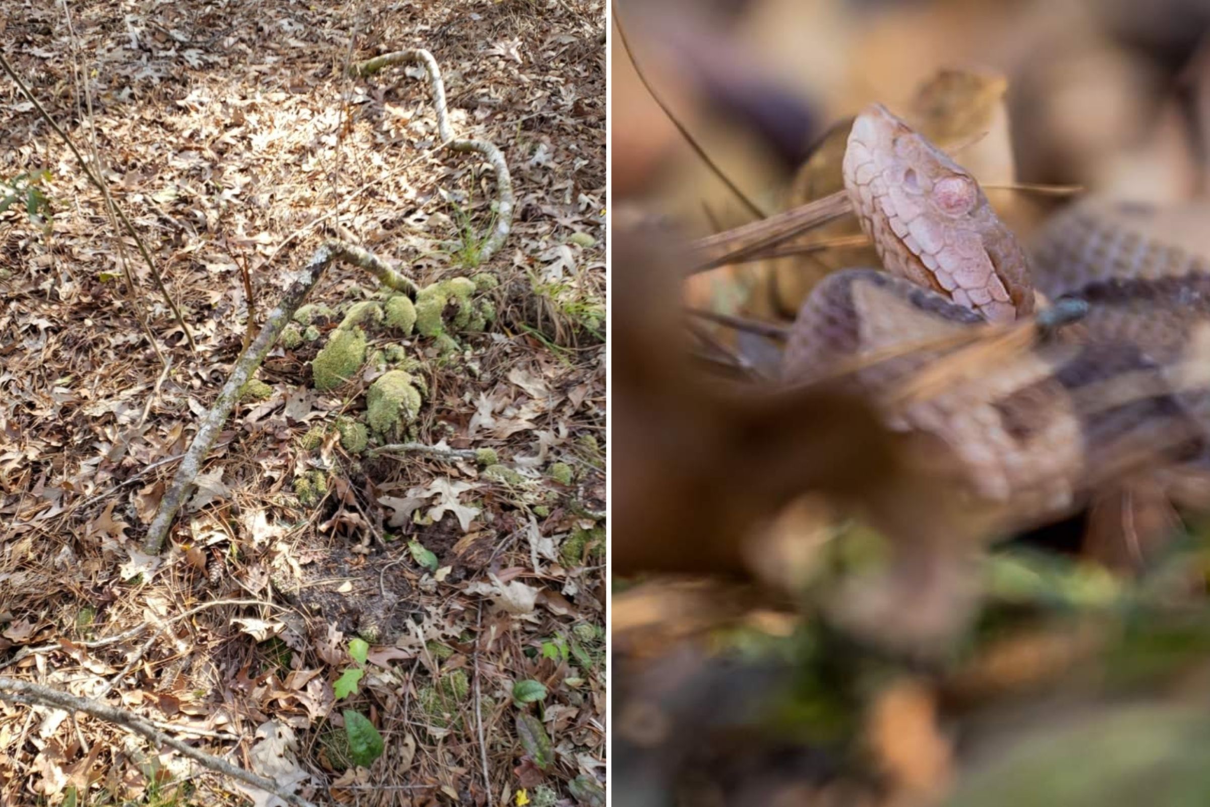 https://d.newsweek.com/en/full/2174890/eastern-copperhead-snake.jpg