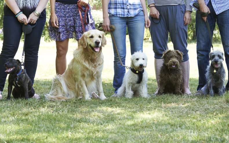 research on dog breeds Dog line-up