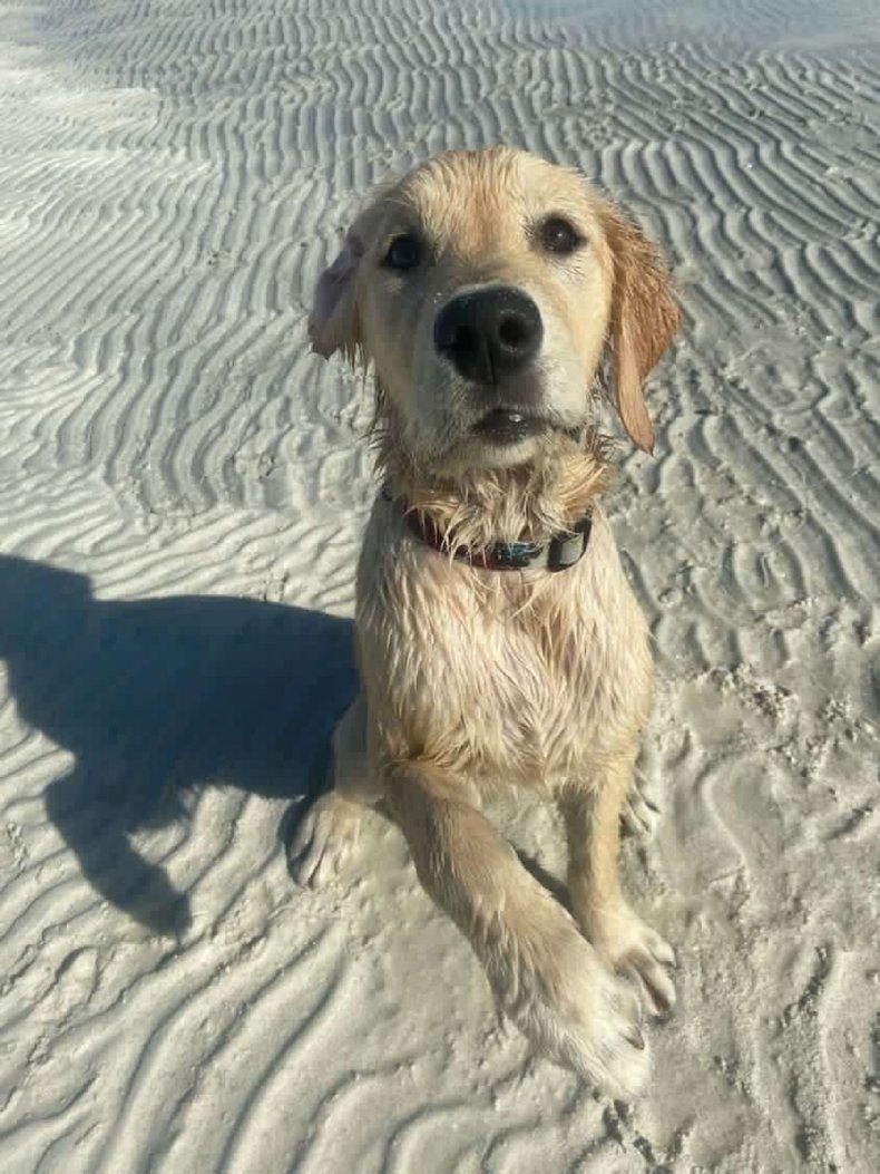 Tula enjoys the beach before getting dry