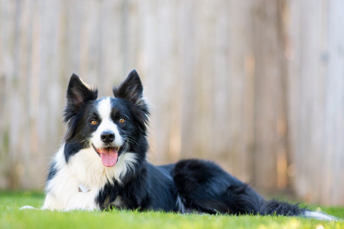 30 Of The Smartest Dog Breeds As Proved By Science