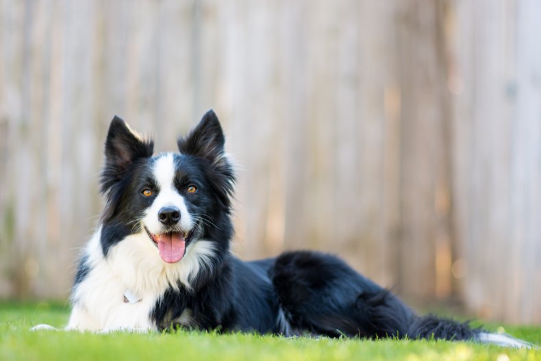 research on dog breeds Border collie dog