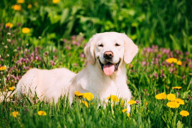 research on dog breeds Labrador retriver sitting in grass