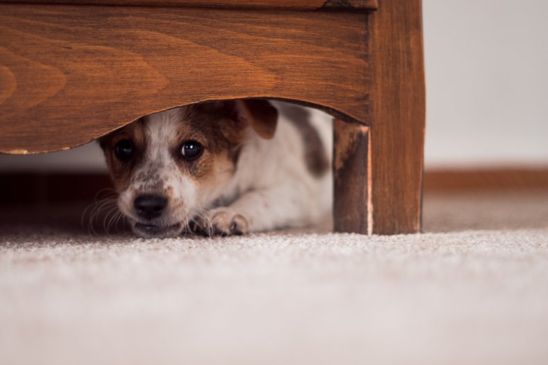 Dog hiding under furniture. 