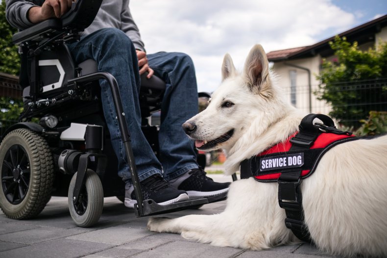 research on dog breeds Man with service dog