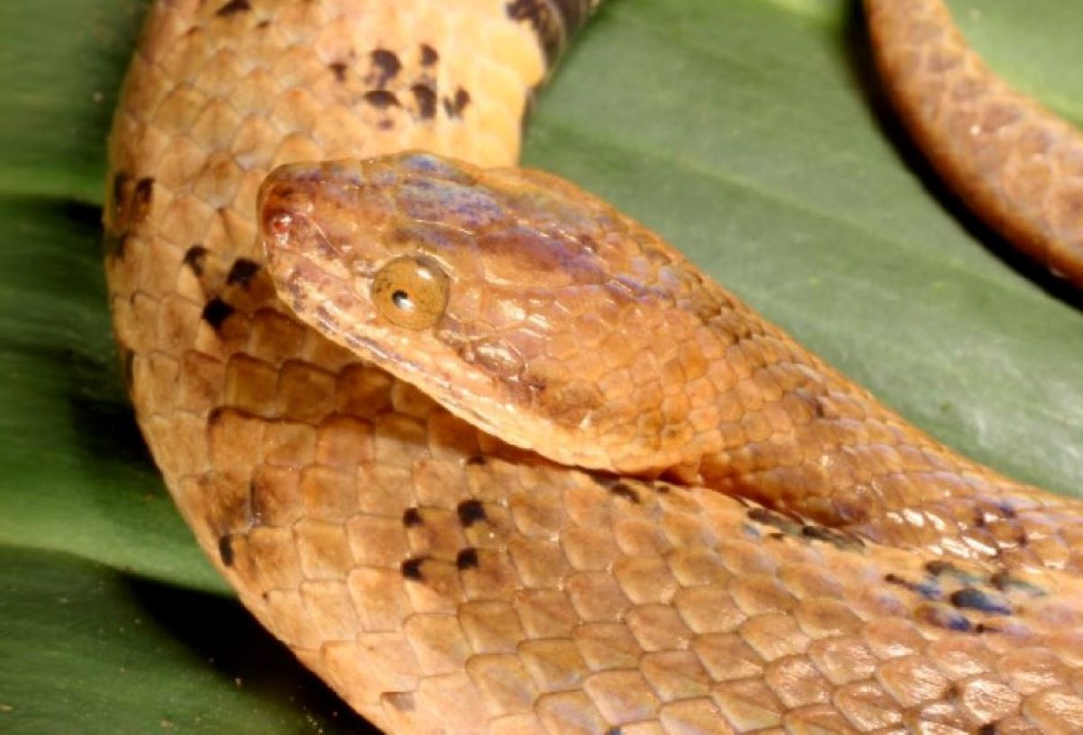 Gorgeous, but Highly Poisonous Snake Species Discovered in Honduras, Biology