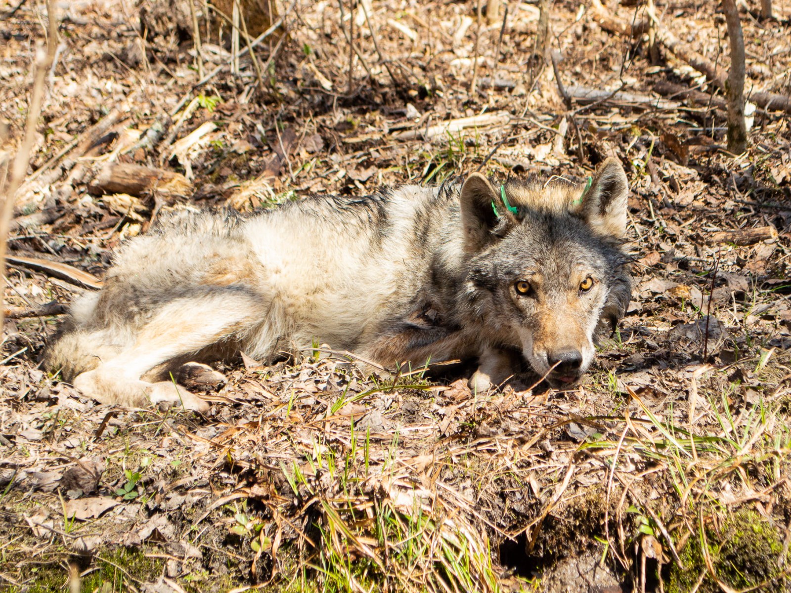 63 Wolves Wolf Death Via Old Age _ How Long Do Wolves Live? Wild vs. Captivity ...