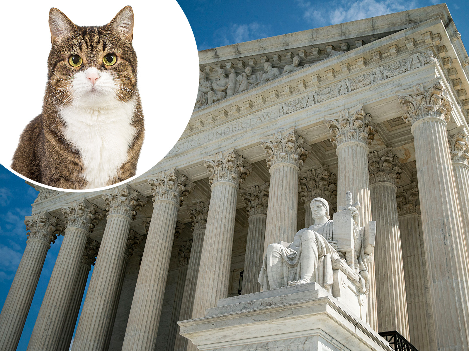 Can a Cat Be Elected Speaker of the House?