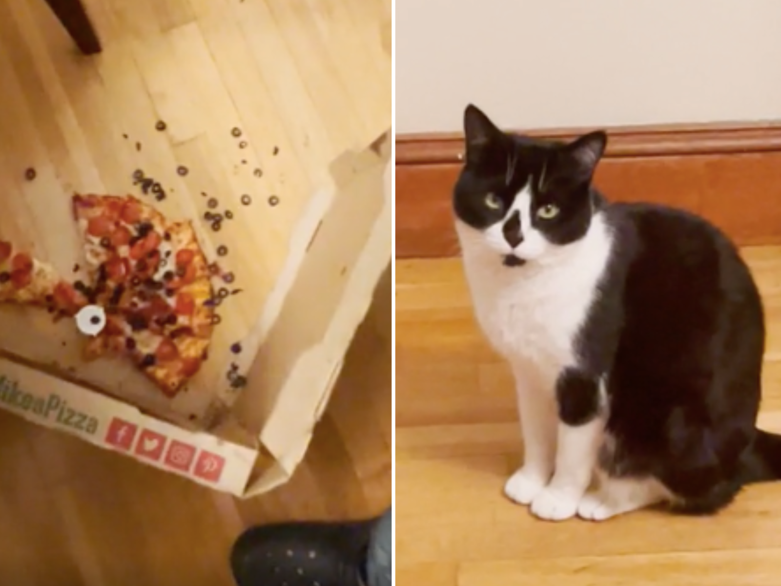 Cat top ate pizza