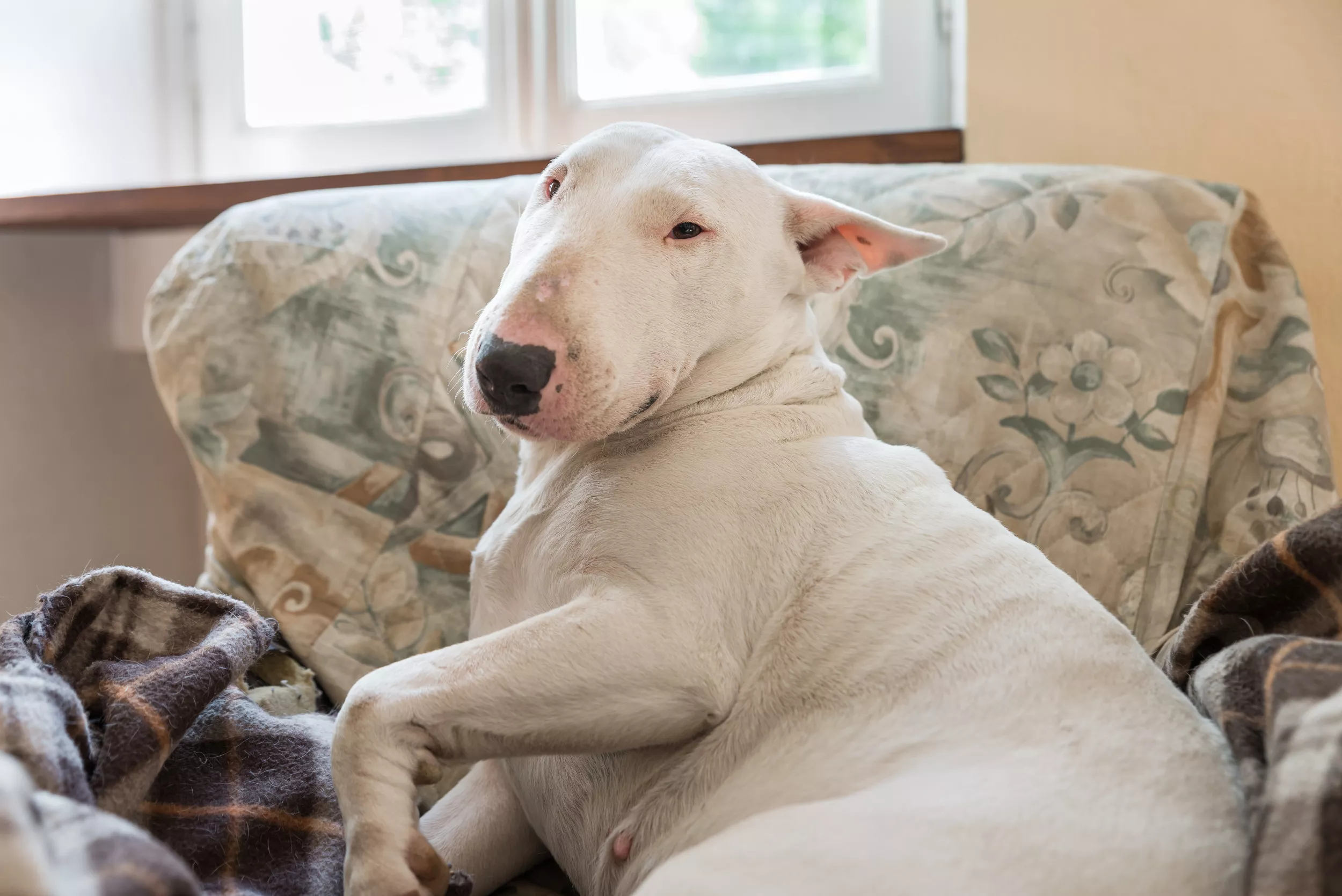 Owner Captures Bull Terrier's Hilarious Reaction to Playing 'Hide and Seek' - Vimarsana News