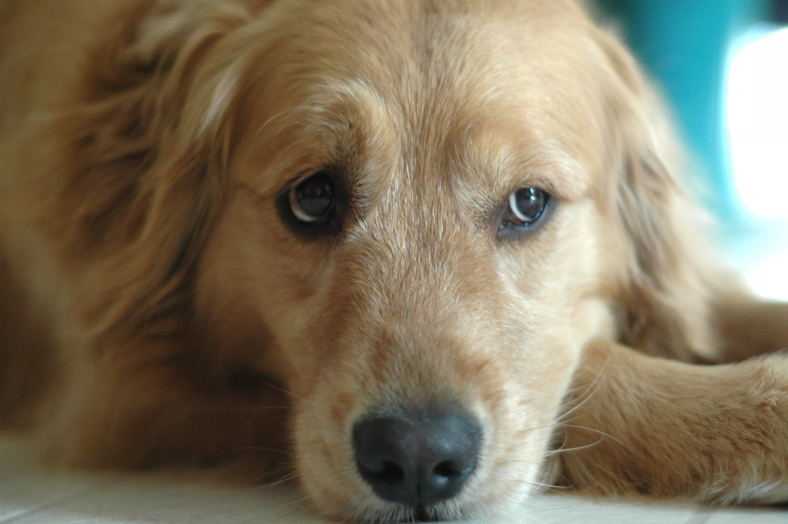 Laughter as Grumpy Golden Retriever 'Complains' About Late Walk - Vimarsana News