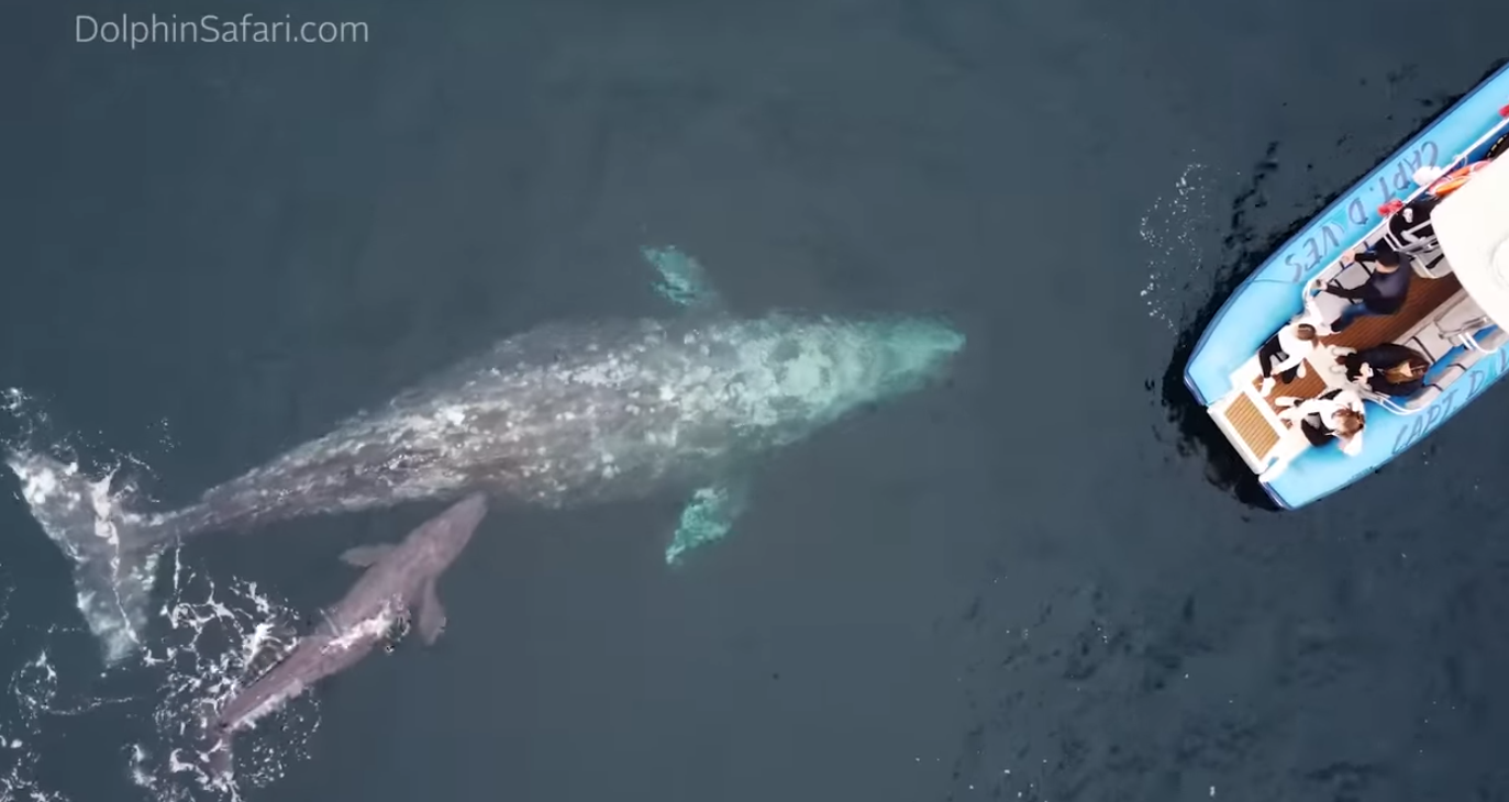 Issues Develop for ‘Weak’ Child Grey Whale Born Too Far From Security