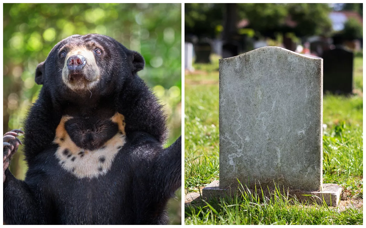 Bear Breaks Into Cemetery, Digs Up Grave and Eats Corpse - Vimarsana News