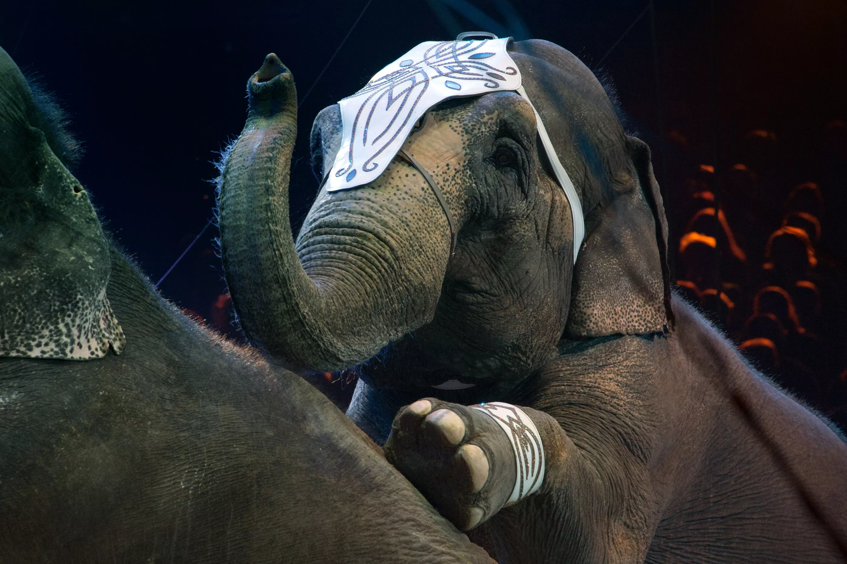 Missouri's Moolah Circus Elephants to 'Roam the Land' After Retirement - Vimarsana News