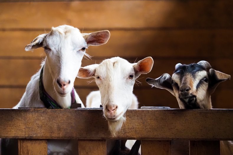 Amazon Driver's Van 'Hijacked by Goats' Leaves Internet in Hysterics