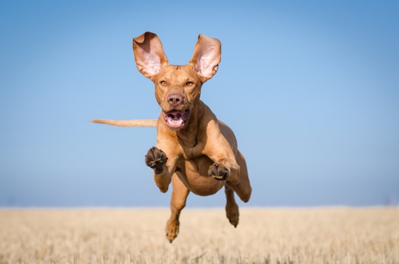 Vizsla dog jumping in the air. 