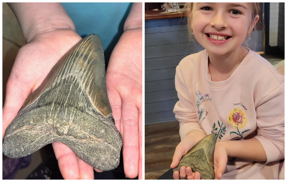 Girl Finds Enormous Megalodon Tooth On Maryland Beach On Christmas Day Newsweek