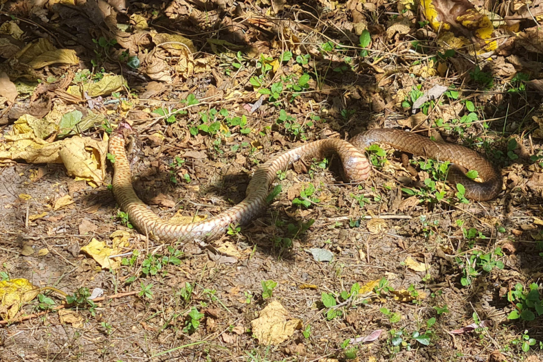 Eastern Brown snake in backyard