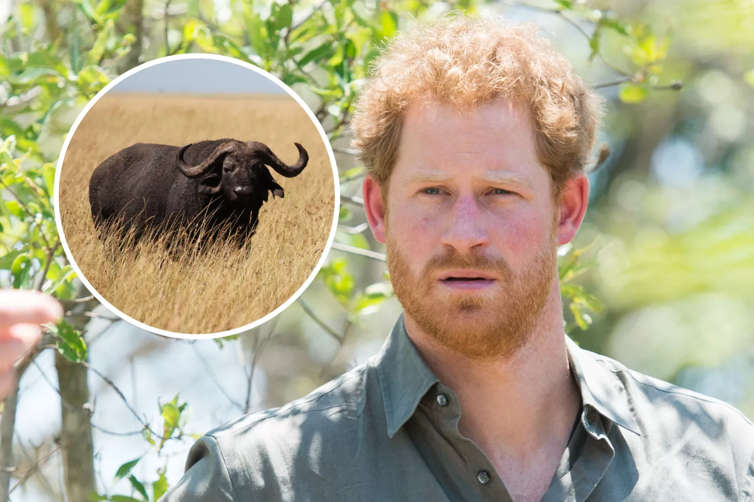 Fact Check: Does Photo Show Prince Harry After Water Buffalo Hunt? - Vimarsana News