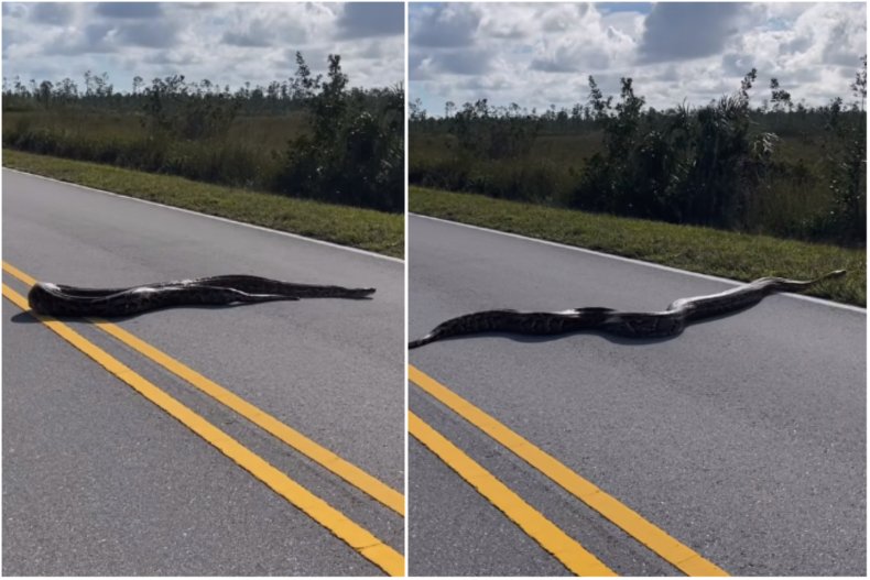 Burmese python slithers across road in Everglades