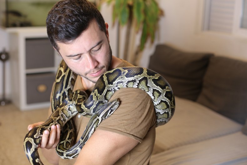 Burmese pythons are sometimes kept as pets