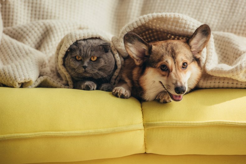 cat and dogs on the sofa