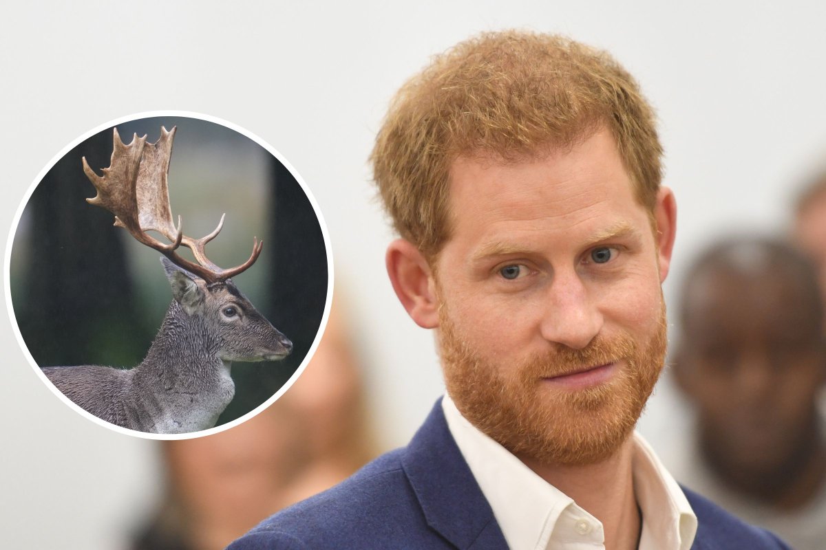 Prince Harry With a Stag