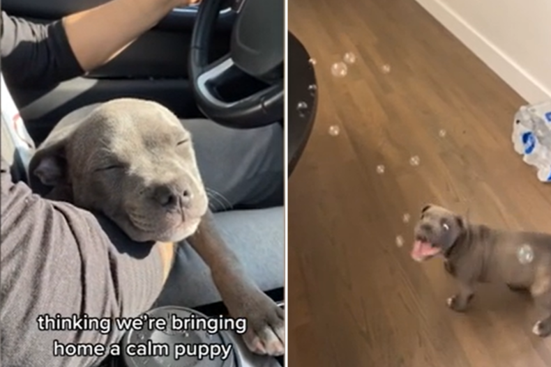 Puppy goes from 0 to 100 fast
