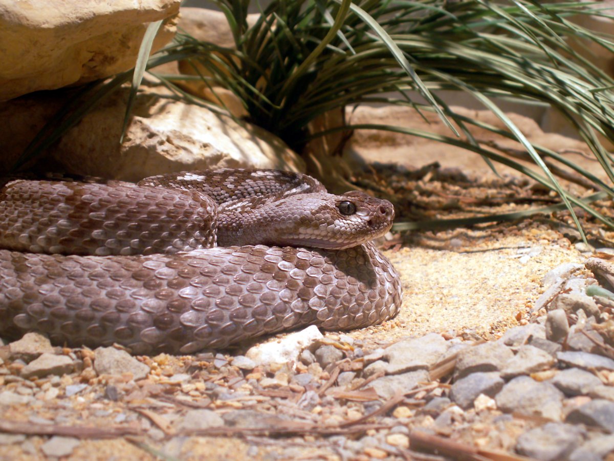 Blacktail rattlesnake outside its den