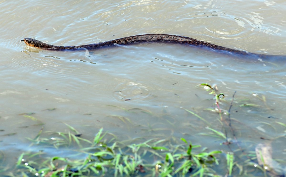 Eastern brown snake swimming through flood water