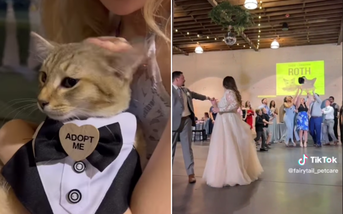 Bride and Groom Ditch Bouquet for 'Cat Toss' Where Guest Wins Rescue Kitten