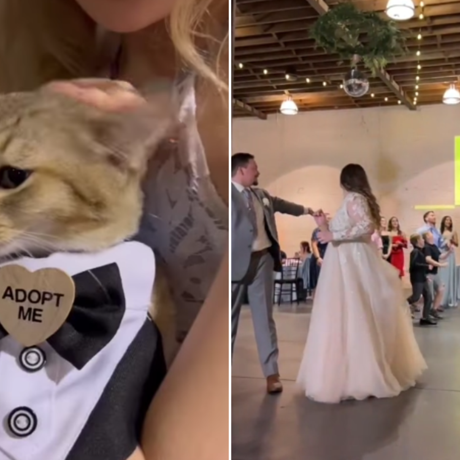 Bride and Groom Ditch Bouquet for 'Cat Toss' Where Guest Wins