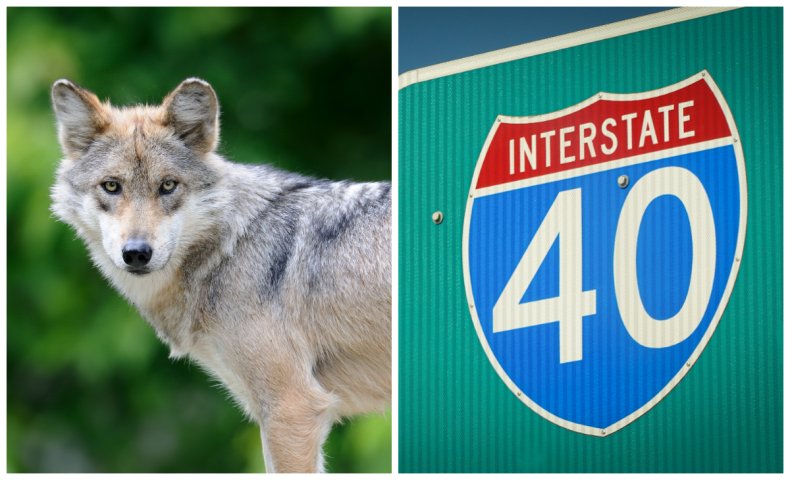 Wolf and the I-40