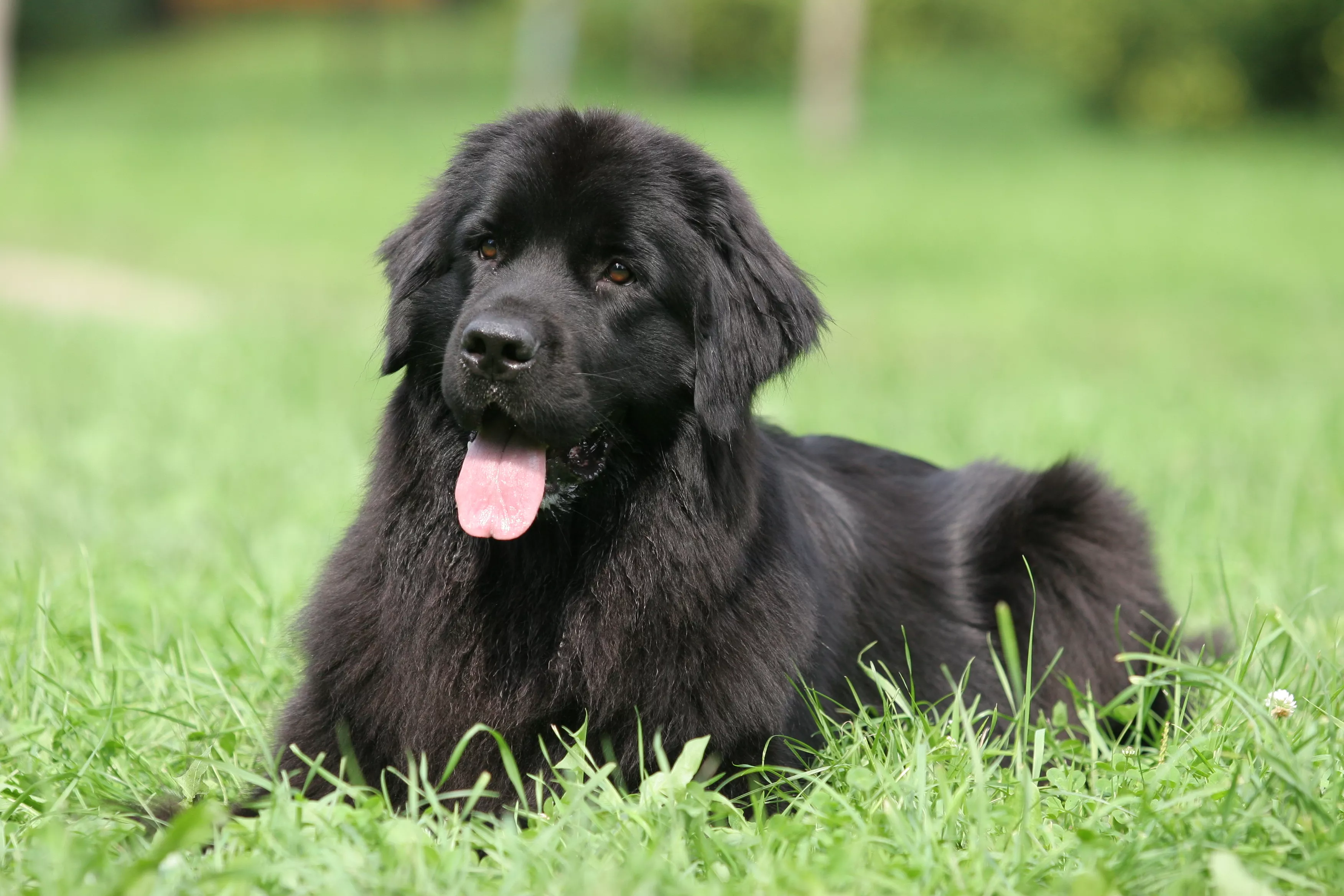 Black Golden Retriever Sparks Debate Online: 'They Don't Exist' - Vimarsana News